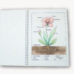 Прыгоды козачкі Зефіркі. Сшытак з забаўкамі №1 - Image 3